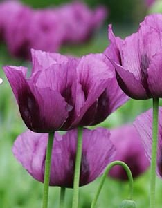 Poppy Hungarian Blue Breadseed