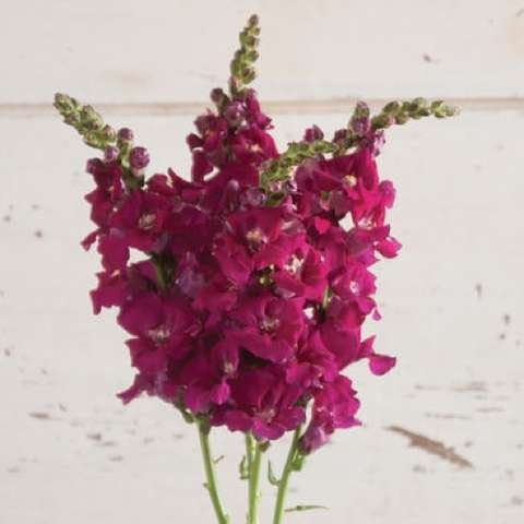 Snapdragon Chantilly Purple