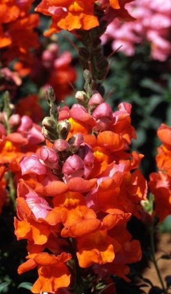 Snapdragon Liberty Classic Bronze