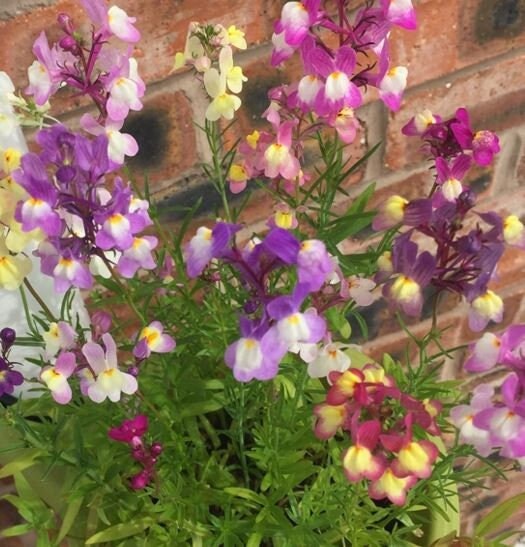 Linaria Fariy Bouquet