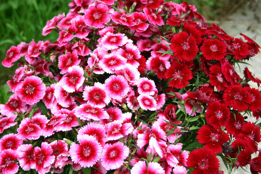Sweet William Double Flowered Mix