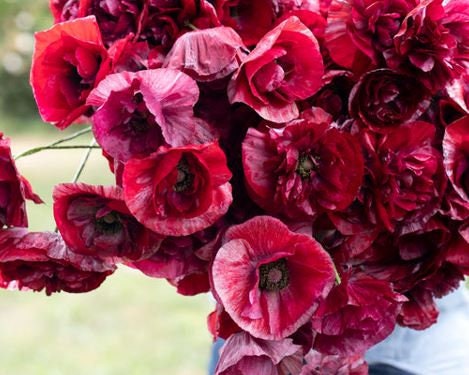 Poppy Pandora Shirley