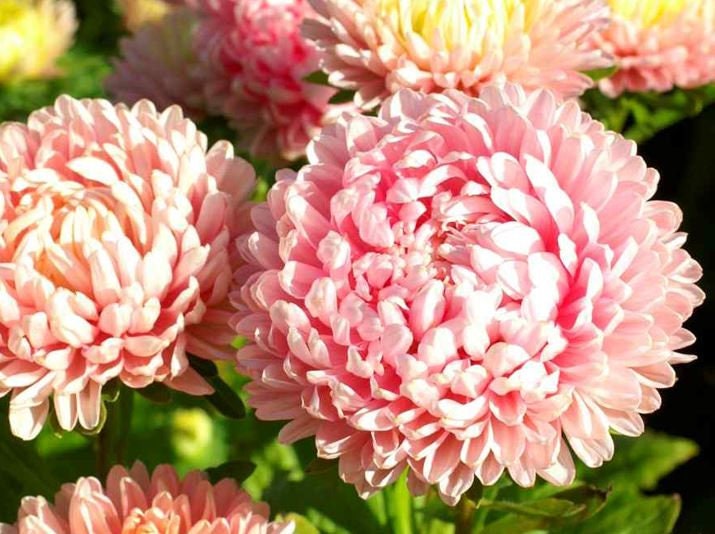 Aster Paeony Pink