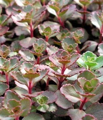 Sedum Red Carpet