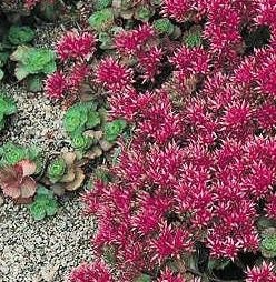 Sedum Red Carpet