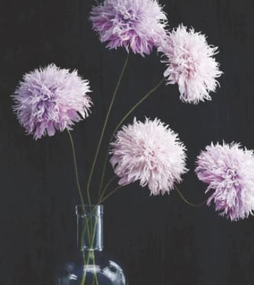 Poppy Lilac Pompom Peony