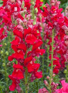 Snapdragon Ruby Red