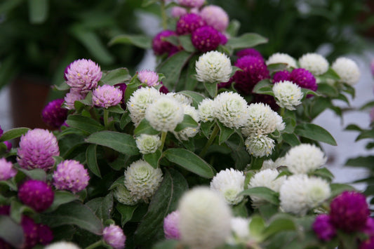 Globe Amaranth Tall Mix