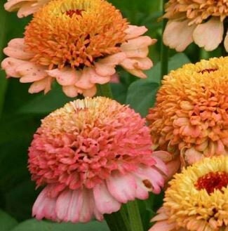 Zinnia Zinderella Peach