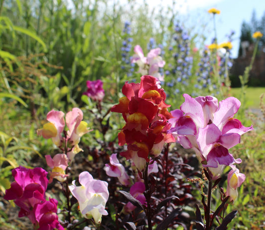 Snapdragon Dark Leaved Mix