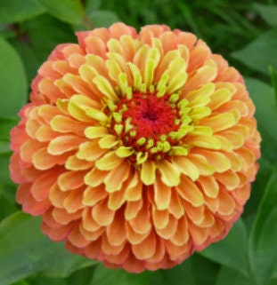Zinnia Queen Lime Orange