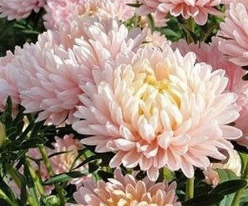 Aster Paeony Apricot