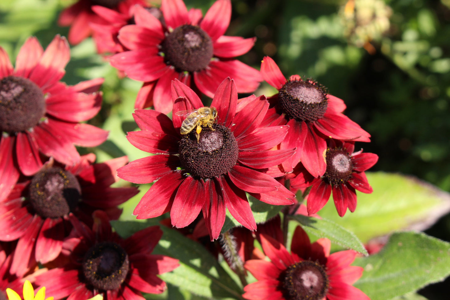 Rudbeckia Cherry Brandy