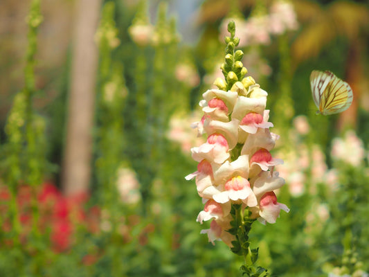 Appleblossom Snapdragon