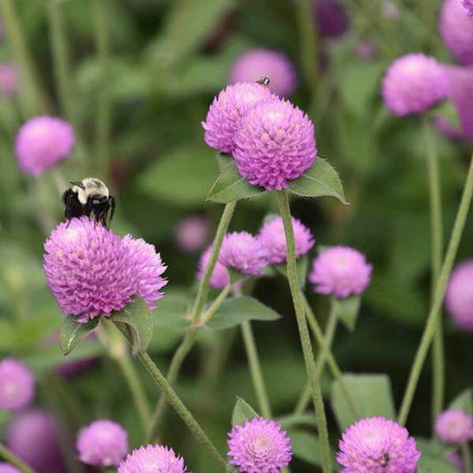Gomphrena Tall Deep Rose