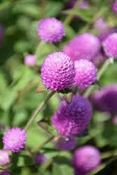 Gomphrena Tall Deep Rose