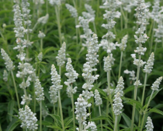 Salvia Victoria White