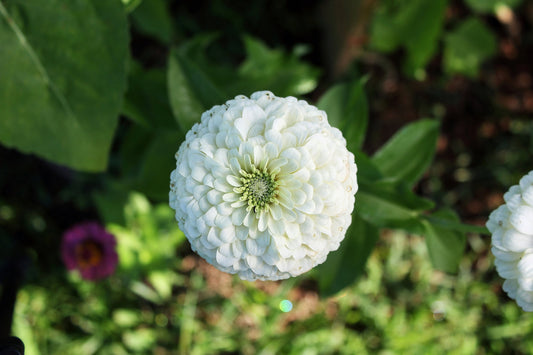 Zinnia White Polar Bear