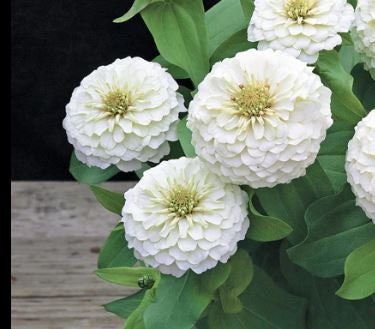 Zinnia Pure White