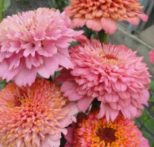 Zinnia Cupcake Pink