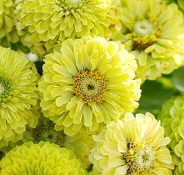 Zinnia Envy 50+ Seeds, Lime Green Heirloom Seeds, Chartreuse Cut Flower Seeds, Gift for Gardener, Double Zinnia, Rare Seeds