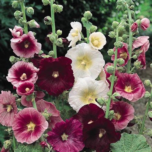 Hollyhock Indian Spring