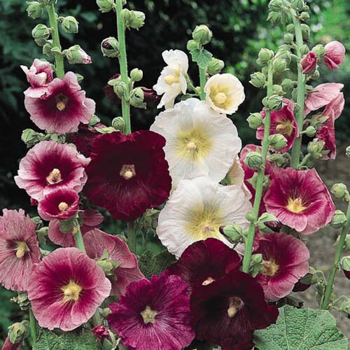 Hollyhock Indian Spring