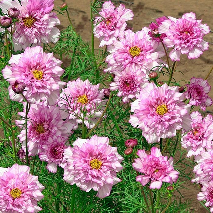 Cosmos Double Dutch Rose 25 Seeds, Cosmos bipinnatus seeds, Double Dutch Rose 25+ Seeds