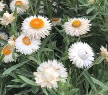 White Strawflower
