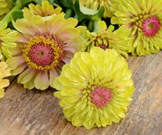 Zinnia Queen Lime with Blotch