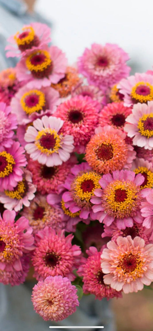 Zinnia Cupcake Pink