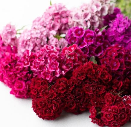 Sweet William Super Duplex Mix