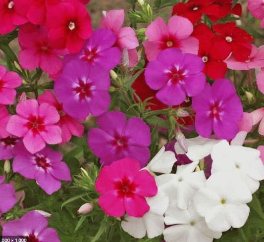 Annual Phlox Mix Drummond