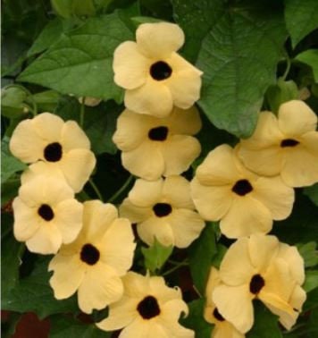 Black Eyed Susan Vine, Amber Eyes Seeds, Thunbergia Alata