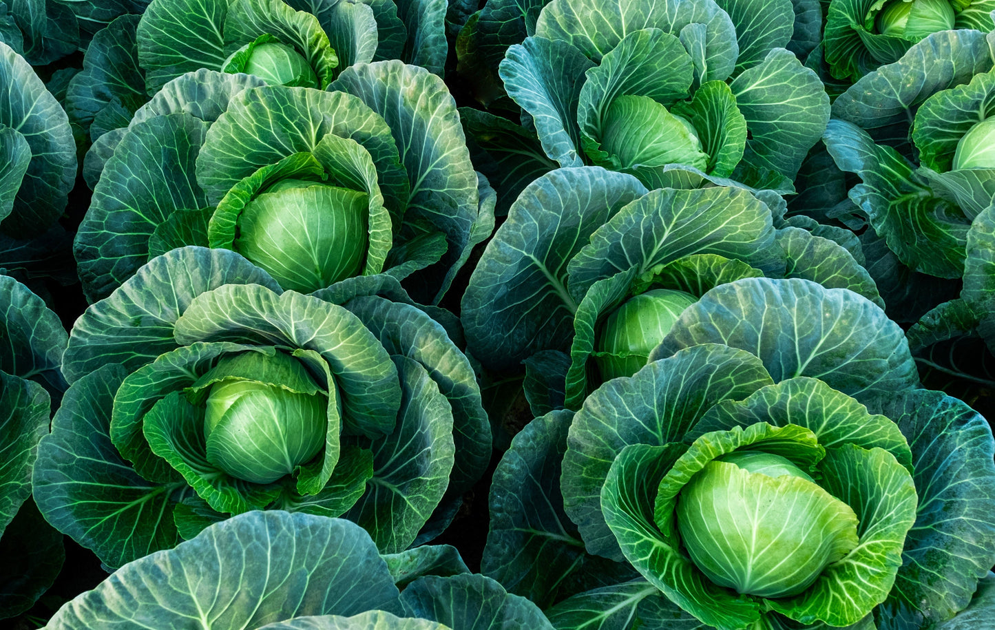 Danish Ballhead Ornamental Cabbage 25+ Seeds, Brassica oleracea
