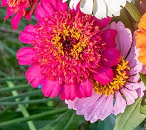 Zinnia Cupcake Rose