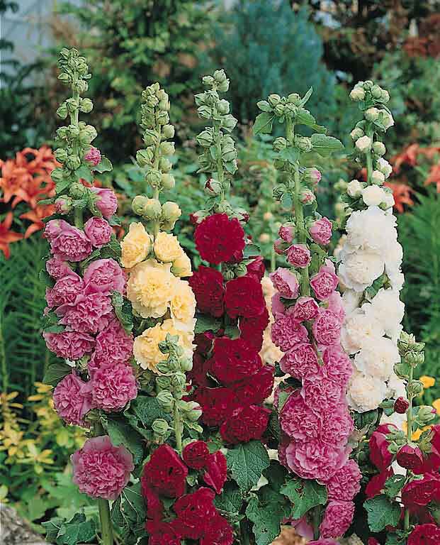 Hollyhock Summer Carnival Mix