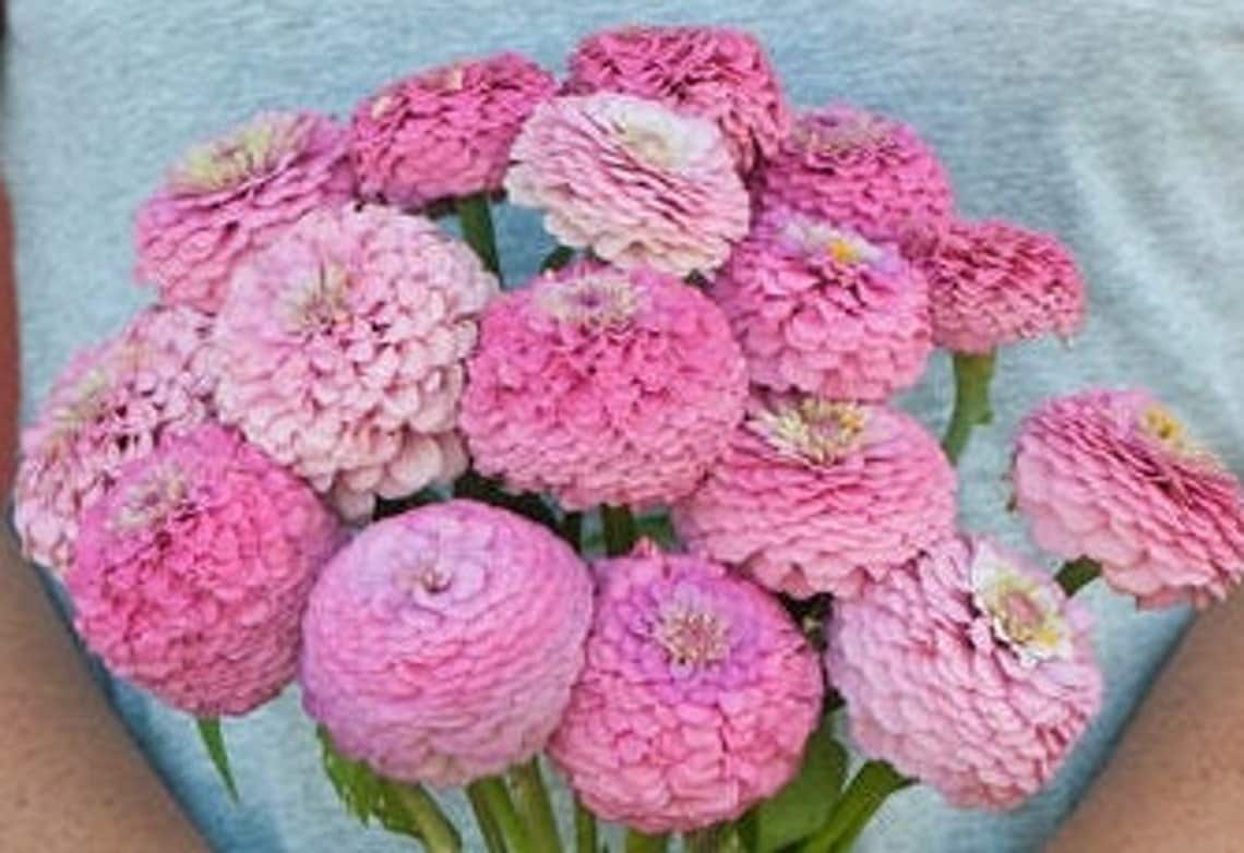 Zinnia Oklahoma Pink