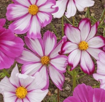 Cosmos Candystripe