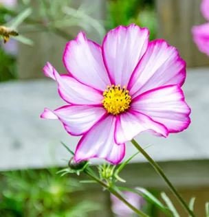 Cosmos Candystripe