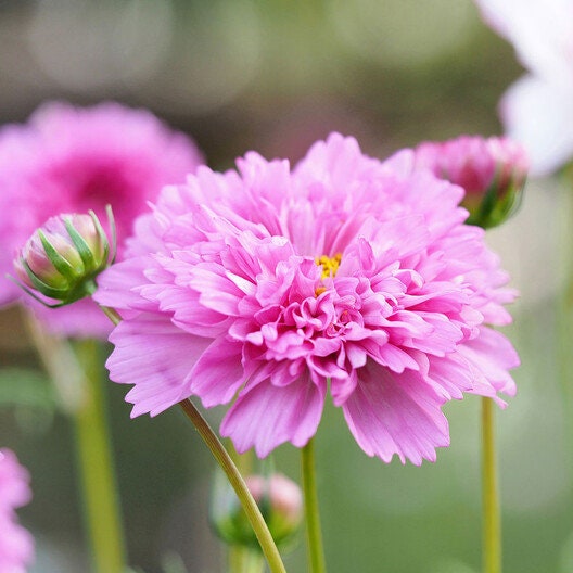 Cosmos Double Dutch Rose 25 Seeds, Cosmos bipinnatus seeds, Double Dutch Rose 25+ Seeds