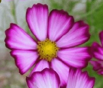 Cosmos Picotee Seeds 1g 125 seeds, Cut Flower Seeds
