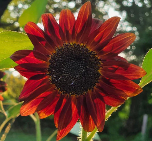 Sunflower Velvet Queen
