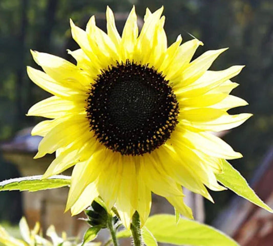 Sunflower Lemon Queen