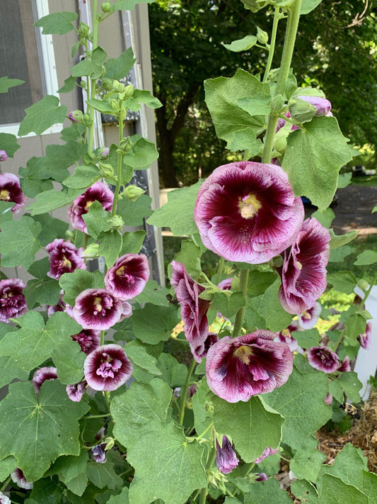 Hollyhock Creme de Cassis
