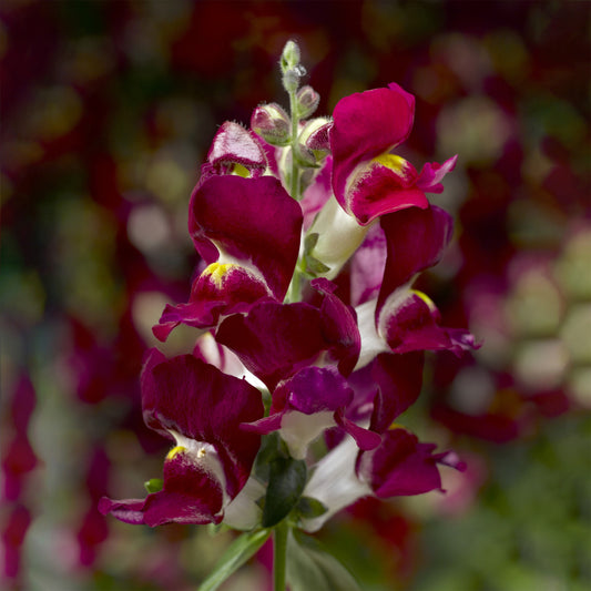 Snapdragon Burgundy Bicolor