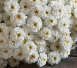 Feverfew Balls Ultra Double Tetra White