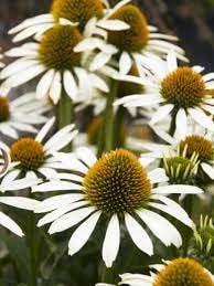 Echinacea (Coneflower) White Swan