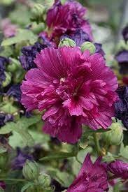 Hollyhock Queeny Purple