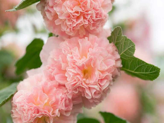 Hollyhock Indian Spring